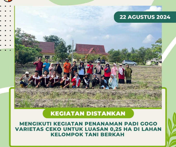 Penanaman Padi Gogo varietas Ceko