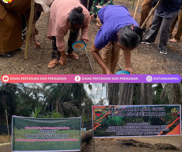 Penanaman Padi Gogo Bersama Babinsa di lahan Kelompok Tani Cahaya Tani Terpadu
