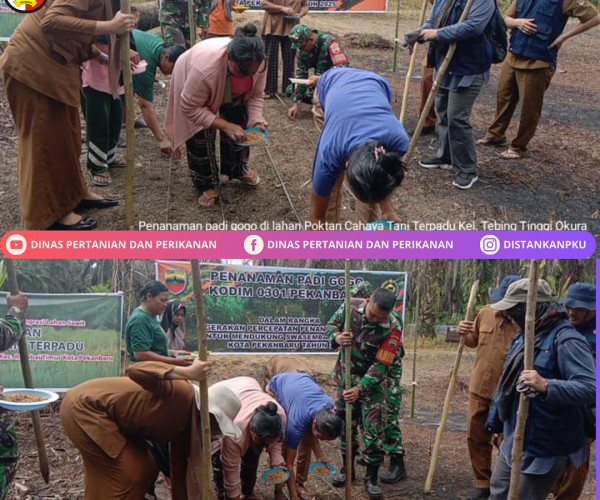 Penanaman Padi Gogo Bersama Babinsa di lahan Kelompok Tani Cahaya Tani Terpadu
