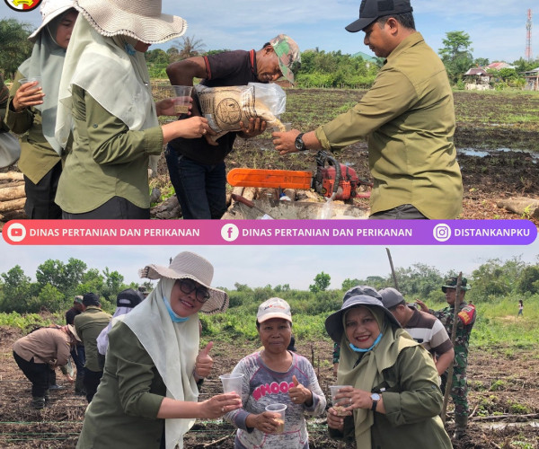 Penanaman Padi Gogo seluas 1 Ha yang dilaksanakan bersama Babinsa di lahan Kelompok Tani Beringin Jaya