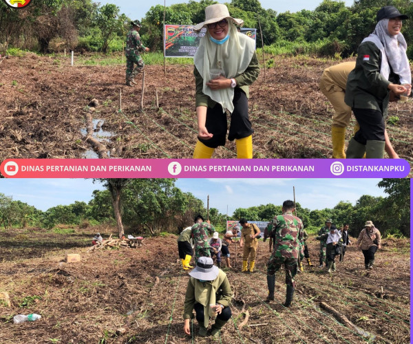 Penanaman Padi Gogo seluas 1 Ha yang dilaksanakan bersama Babinsa di lahan Kelompok Tani Beringin Jaya