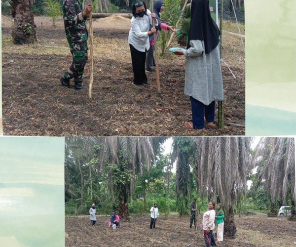 Penanaman Padi Gogo Bersama Babinsa dan BSIP di lahan Kelompok Tani Cahaya Tani Terpadu