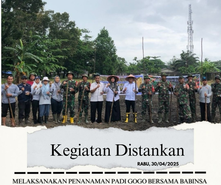 Penanaman Padi Gogo seluas 1 Ha Bersama Babinsa dan Kelurahan Sialang Munggu yang dilaksanakan di Lahan Kelompok Tani Swadaya Mandiri