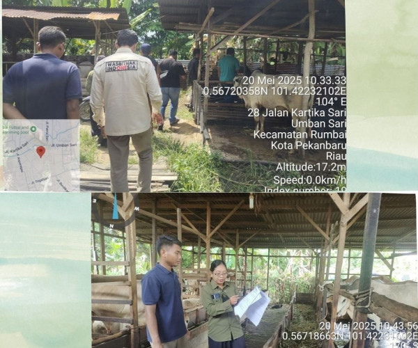 Pemeriksaan Hewan Kurban dalam Rangka Menyambut Hari Raya Idul Adha Tahun 2025 M / 1446 H di Lokasi Pemeliharaan dan Penjualan Hewan Kurban Se- Kota Pekanbaru