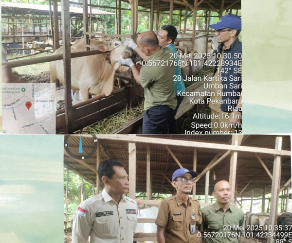 Pemeriksaan Hewan Kurban dalam Rangka Menyambut Hari Raya Idul Adha Tahun 2025 M / 1446 H di Lokasi Pemeliharaan dan Penjualan Hewan Kurban Se- Kota Pekanbaru