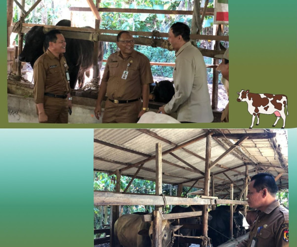 Kunjungan Lapangan meninjau Sapi Kurban bantuan Kemasyarakatan dari Presiden RI