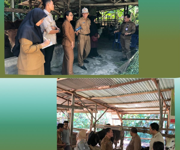 Kunjungan Lapangan meninjau Sapi Kurban bantuan Kemasyarakatan dari Presiden RI