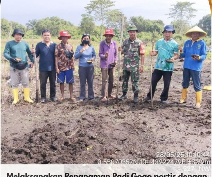 Penanaman Padi Gogo portis dengan Luasan Lahan 1 Ha di Kelurahan Meranti Pandak,Kecamatan Rumbai, Kota Pekanbaru