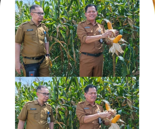 Monitoring Kelahan Jagung