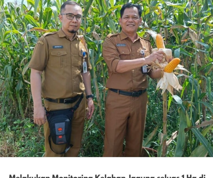 Monitoring Kelahan Jagung seluas 1 Ha di Kelompok Tani Amara Jaya