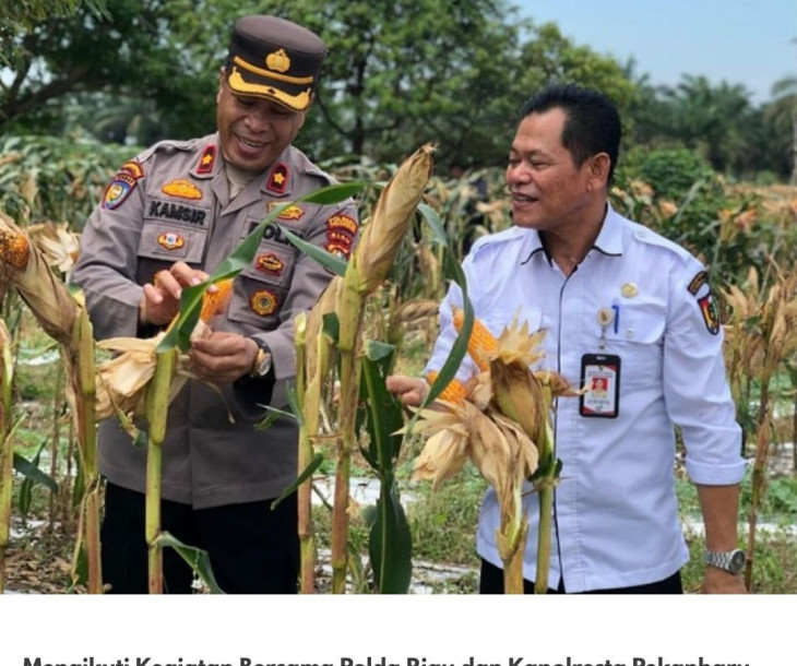 Kegiatan Bersama Polda Riau dan Kapolresta Pekanbaru, Bapak K.B.P, Jeki Mustika, S.I.K dalam Kegiatan Gladi Bersih Panen Raya Jagung Pipil di Kelompok Tani Amara Jaya