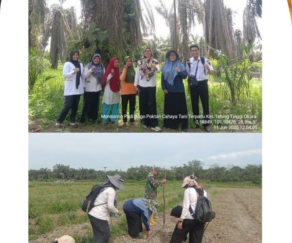 Monitoring penanaman Padi Gogo