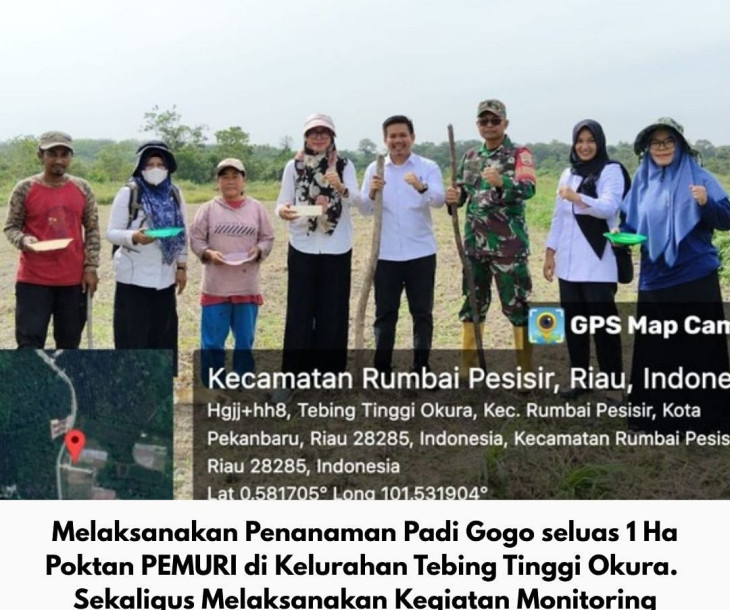 Monitoring penanaman Padi Gogo tumpang Sisip dengan Tanaman Kelapa Sawit seluas 2 Ha Poktan Cahaya Tani Terpadu