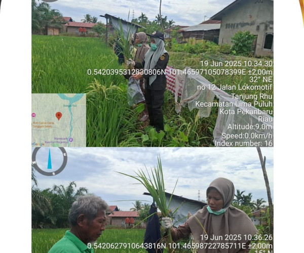 Pra Pemantauan Bakteri dan Nematoda terindikasi langka pada Tanaman Padi  oleh Badan Karantina Indonesia Propinsi Riau.