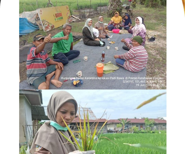 Pra Pemantauan Bakteri dan Nematoda terindikasi langka pada Tanaman Padi  oleh Badan Karantina Indonesia Propinsi Riau.