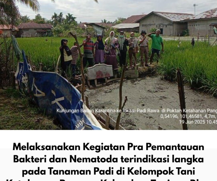 Pra Pemantauan Bakteri dan Nematoda pada Tanaman Padi di Kelurahan Tanjung Rhu, Kecamatan Lima Puluh