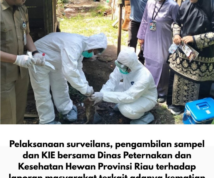 Pelaksanaan Surveilans, Pengambilan Sampel, dan KIE Terkait Kematian Itik di Kelurahan Pebatuan, Kecamatan Kulim