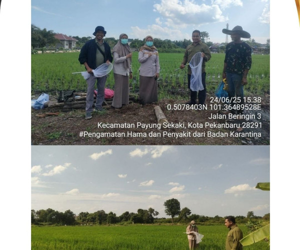 Dinas Pertanian dan Perikanan Kota Pekanbaru Dampingi Badan Karantina Indonesia Lakukan Pengamatan Hama dan Penyakit Padi