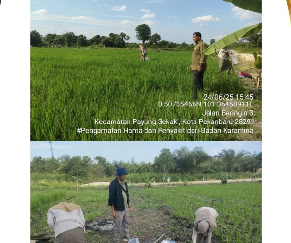 Dinas Pertanian dan Perikanan Kota Pekanbaru Dampingi Badan Karantina Indonesia Lakukan Pengamatan Hama dan Penyakit Padi