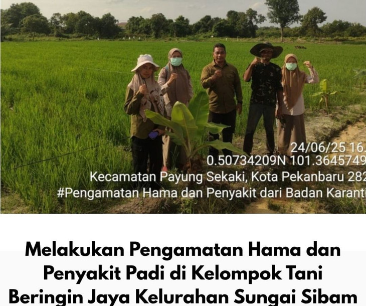 Dinas Pertanian dan Perikanan Kota Pekanbaru Dampingi Badan Karantina Indonesia Lakukan Pengamatan Hama dan Penyakit Padi