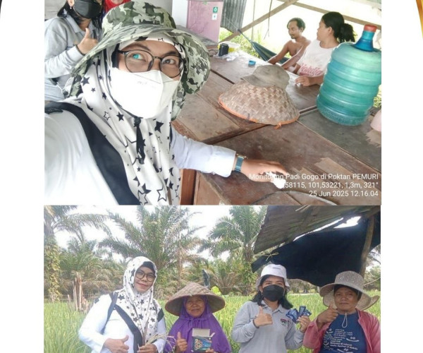 Dinas Pertanian dan Perikanan Kota Pekanbaru Lakukan Monitoring tanaman Padi di Kelompok Tani Ketahanan Pangan, Kelurahan Tanjung Rhu