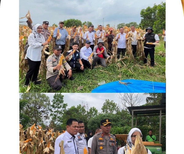 Dinas Pertanian dan Perikanan Kota Pekanbaru Ikuti Kegiatan Panen Bersama Jagung Pipil Pola CSR di Kelurahan Sialang Rampai