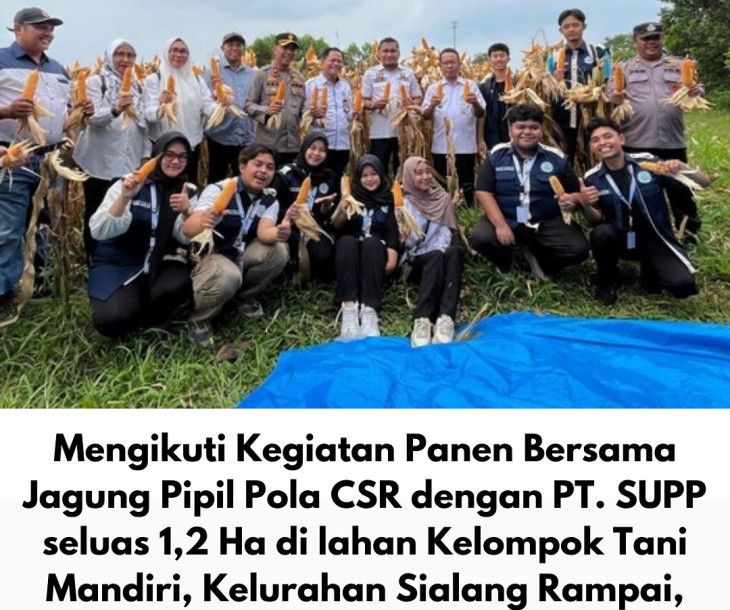 Dinas Pertanian dan Perikanan Kota Pekanbaru Ikuti Kegiatan Panen Bersama Jagung Pipil Pola CSR di Kelurahan Sialang Rampai