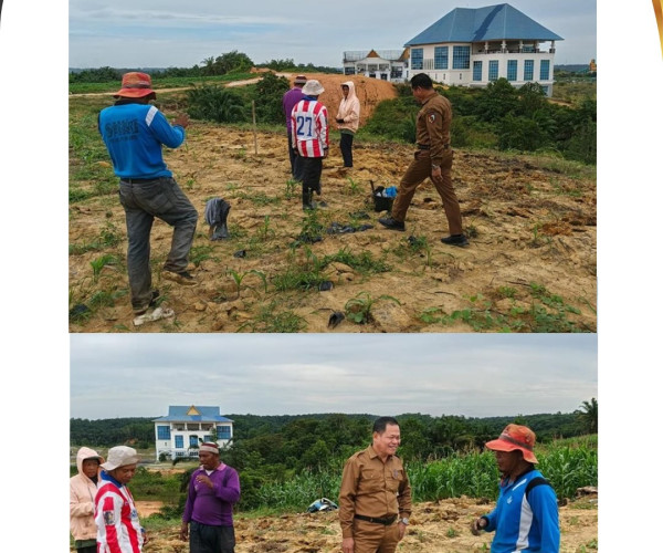 Kepala Dinas Pertanian dan Perikanan Kota Pekanbaru, drh. H. Muhammad Firdaus, M.Si, meninjau lahan jagung pipil seluas 10 Ha milik Kelompok Tani Agro Mandiri Sejahtera
