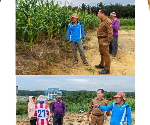 Kepala Dinas Pertanian dan Perikanan Kota Pekanbaru, drh. H. Muhammad Firdaus, M.Si, meninjau lahan jagung pipil seluas 10 Ha milik Kelompok Tani Agro Mandiri Sejahtera