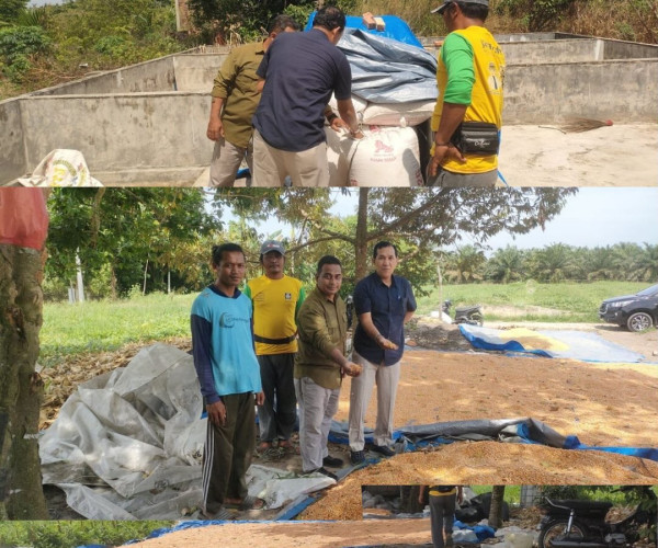 BPP Tampan Dampingi Bulog Riau Tinjau Hasil Panen Jagung Pipil di Poktan Amara Jaya, Tuah Madani