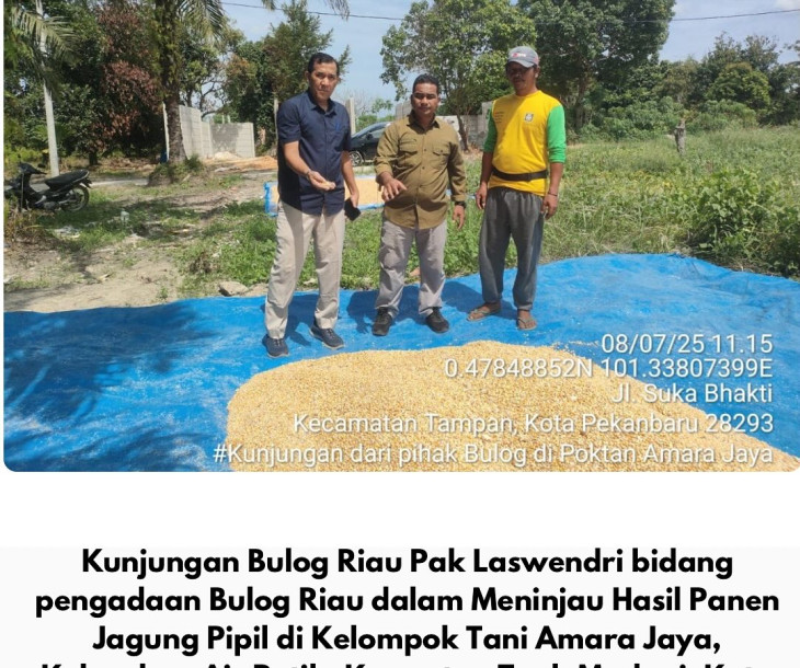 BPP Tampan Dampingi Bulog Riau Tinjau Hasil Panen Jagung Pipil di Poktan Amara Jaya, Tuah Madani