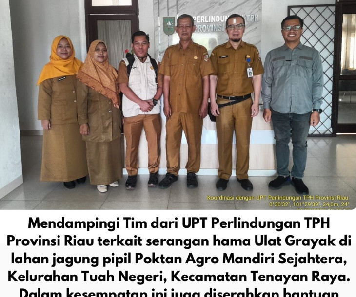 Dinas Pertanian dan Perikanan Kota Pekanbaru Dampingi UPT Perlindungan TPH Provinsi Riau Tinjau Serangan Ulat Grayak di Tenayan Raya