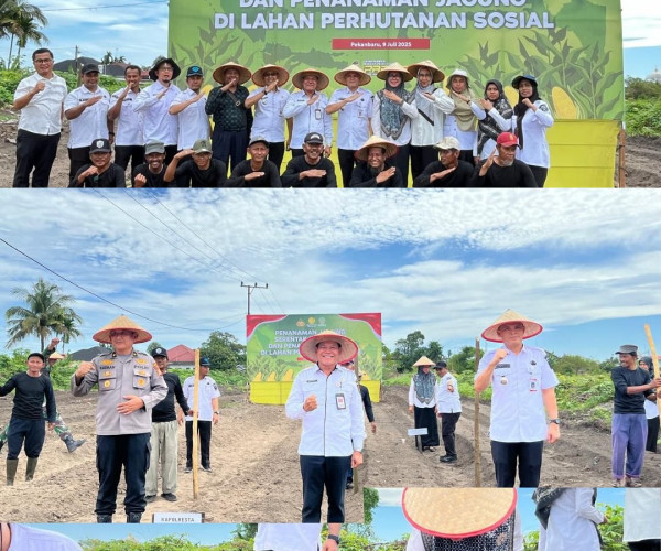 Dinas Pertanian dan Perikanan Kota Pekanbaru mengikuti kegiatan Penanaman Jagung Serentak Kuartal III dan Penanaman Jagung di Lahan Perhutanan Sosial