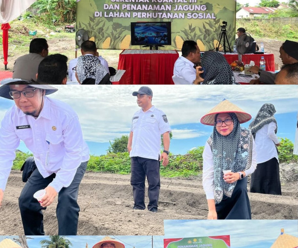 Dinas Pertanian dan Perikanan Kota Pekanbaru mengikuti kegiatan Penanaman Jagung Serentak Kuartal III dan Penanaman Jagung di Lahan Perhutanan Sosial