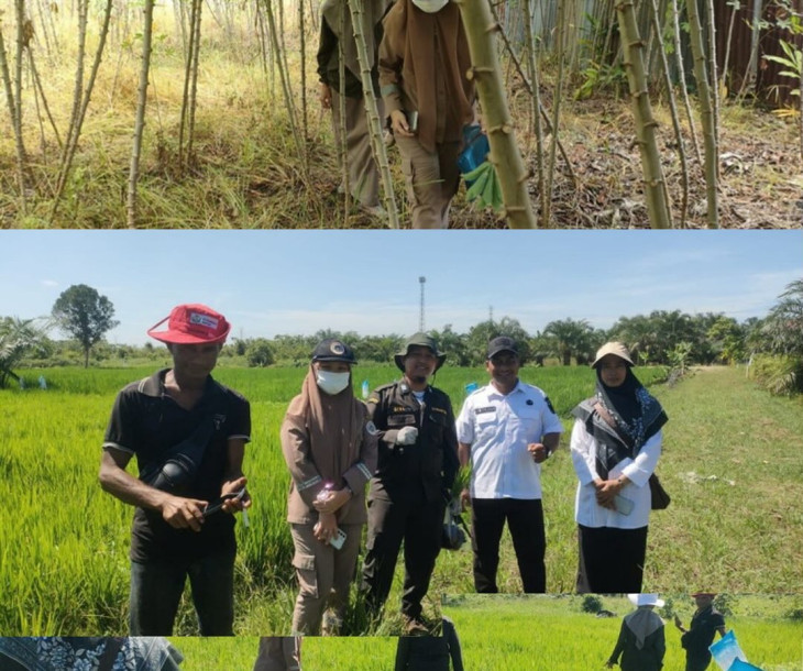 Pengamatan Hama dan Penyakit Tanaman oleh Badan Karantina Indonesia di Kecamatan Binawidya, Pekanbaru