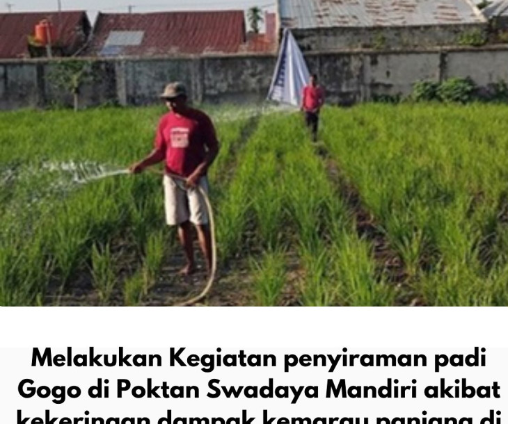 Dinas Pertanian dan Perikanan Kota Pekanbaru Tanggap Dampak Kekeringan, Laksanakan Penyiraman Padi Gogo di Sialang Munggu