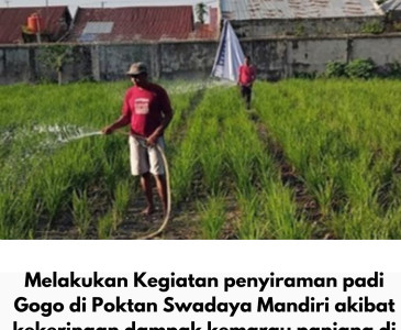Dinas Pertanian dan Perikanan Kota Pekanbaru Gelar Pertemuan Koordinasi dan Tinjau Lahan Padi Gogo di BPP Tampan