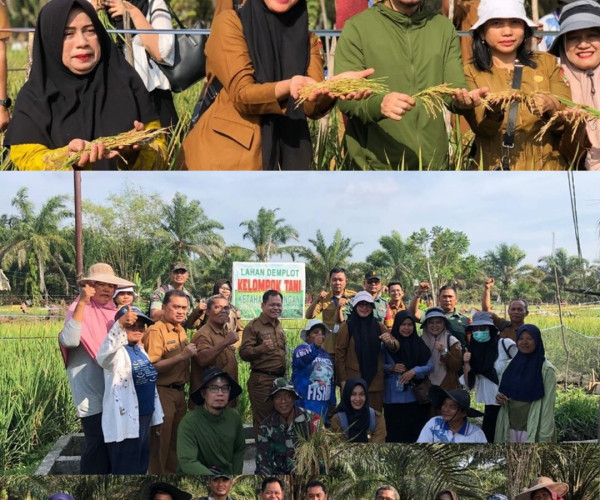 Semangat kebersamaan mewarnai panen padi rawa varietas Logawa di Poktan Ketahanan Pangan, Kecamatan Lima Puluh. Dinas Pertanian dan Perikanan Kota Pekanbaru bersama penyuluh dan petani bersatu mendukung ketahanan pangan daerah.