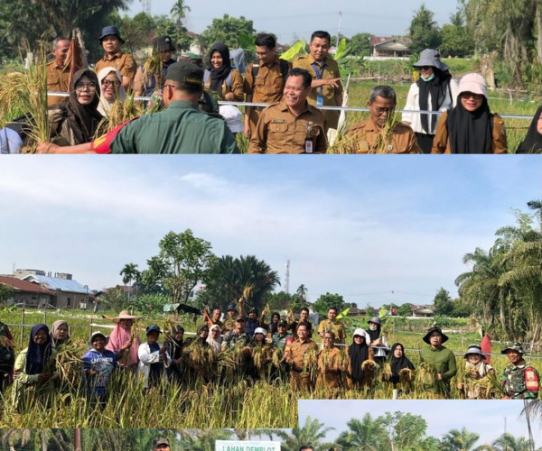 Semangat kebersamaan mewarnai panen padi rawa varietas Logawa di Poktan Ketahanan Pangan, Kecamatan Lima Puluh. Dinas Pertanian dan Perikanan Kota Pekanbaru bersama penyuluh dan petani bersatu mendukung ketahanan pangan daerah.