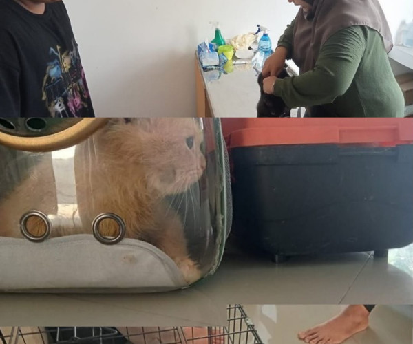 Dinas Pertanian dan Perikanan Kota Pekanbaru melalui Pusat Kesehatan Hewan (Puskeswan) Tenayan Raya melaksanakan kegiatan rutinitas pelayanan kesehatan hewan pada Selasa, 22 Juli 2025