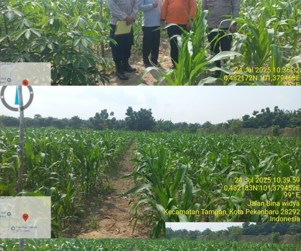 Dinas Pertanian dan Perikanan Kota Pekanbaru melalui Penyuluh Pertanian Lapangan (PPL) , melaksanakan kegiatan monitoring tanaman jagung pipil di lahan seluas 1 hektar milik Kelompok Tani Unedo, Kelurahan Simpangbaru, Tuah Madani