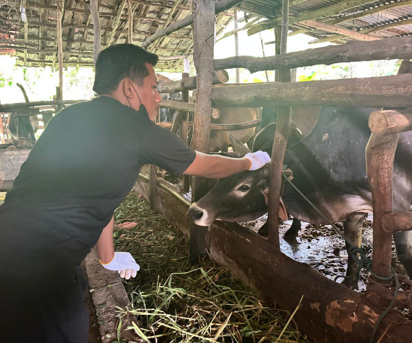 Dinas Pertanian dan Perikanan Kota Pekanbaru melalui Bidang Peternakan dan Kesehatan Hewan melaksanakan kegiatan vaksinasi penyakit mulut dan kuku (PMK) tahap kedua.
