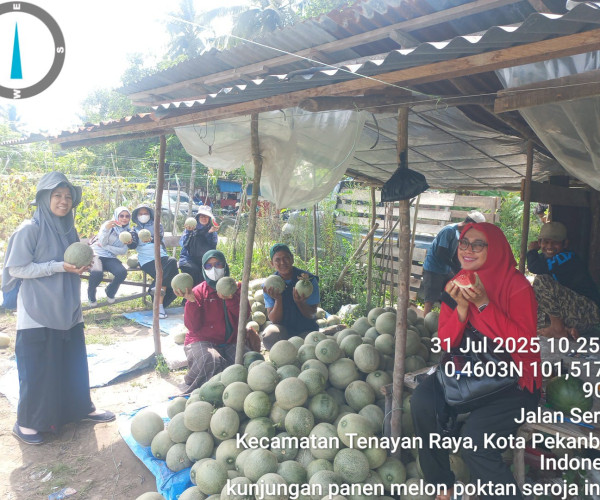 Tim Dinas Pertanian dan Perikanan Mengikuti Kegiatan Panen Buah Melon di Kelompok Tani Seroja Indah