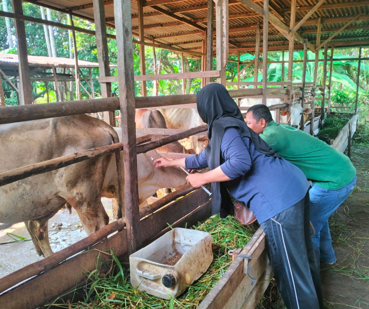 Dinas Pertanian dan Perikanan Kota Pekanbaru Laksanakan Vaksinasi PMK Tahap 2 di Wilayah Tenayan Raya dan Rumbai