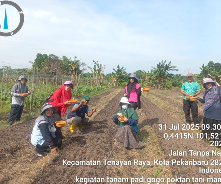 Dinas Pertanian dan Perikanan Kota Pekanbaru Laksanakan Penanaman Padi Gogo dan Panen Melon Bersama Poktan di Kecamatan Kulim