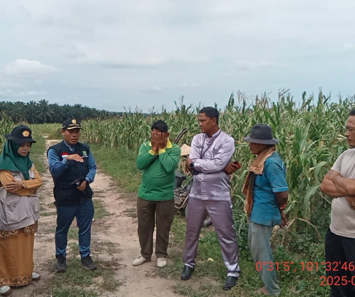 Dinas Pertanian dan Perikanan Lakukan Monitoring Lahan Jagung di Kelompok Tani Agro Mandiri Sejahtera