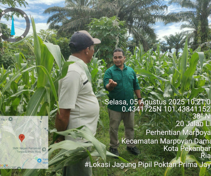 Dinas Pertanian dan Perikanan Tinjau Serangan Ulat Grayak di Lahan Jagung Kelompok Tani Prima Jaya