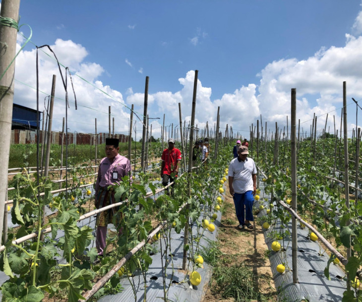 Kepala Dinas Pertanian dan Perikanan Kota Pekanbaru Tinjau Lokasi Persiapan Panen Melon dan Pengolahan Sampah di Kelurahan Agrowisata