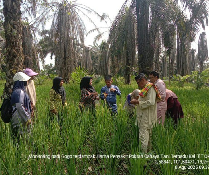 Dinas Pertanian dan Perikanan Kota Pekanbaru Lakukan Observasi Hama pada Pertanaman Padi Gogo di Rumbai Timur