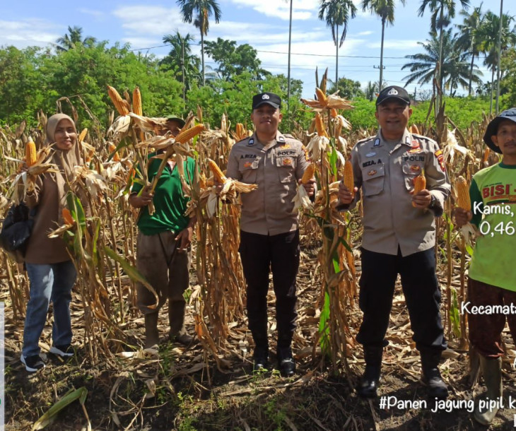 Dinas Pertanian dan Perikanan Kota Pekanbaru Bersama Polresta Ikuti Panen Jagung Pipil di Marpoyan Damai